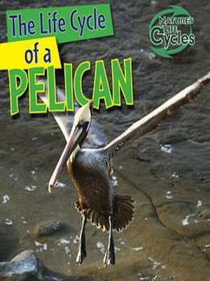 cover image of The Life Cycle of a Pelican